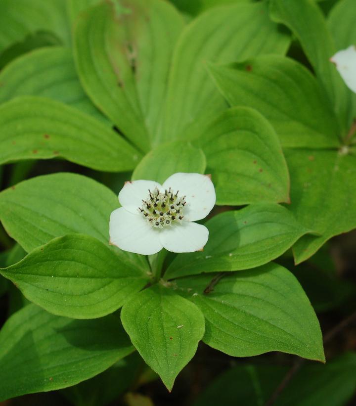 1G CORNUS CANADENSIS (Bunchberry Dogwood) 1002185