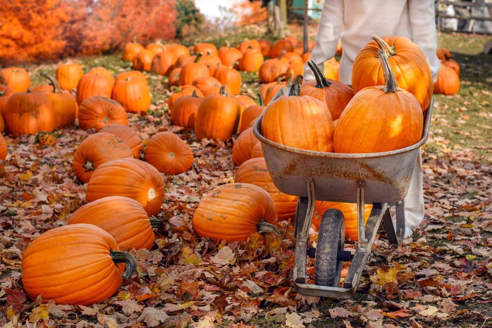 FIELD Orange Carving Pumpkin