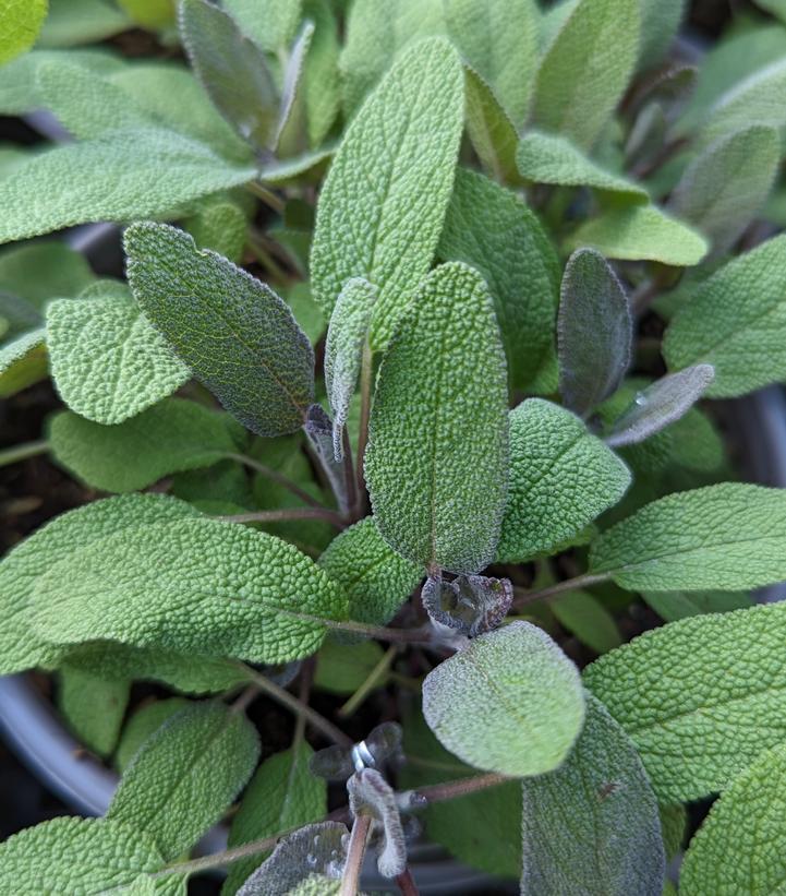 1G SALVIA OFFICINALIS 'Purpurescens' Purple Sage 1000747