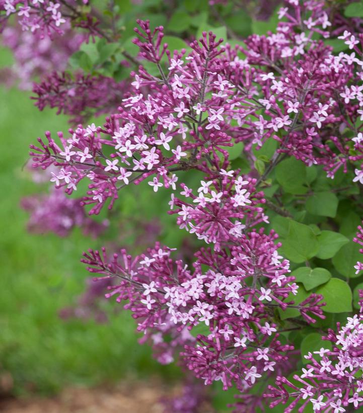 2G Syringa x 'Bloomerang Dark Purple' ('Bloomerang®') Bloomerang® Dark Purple Lilac 1006557