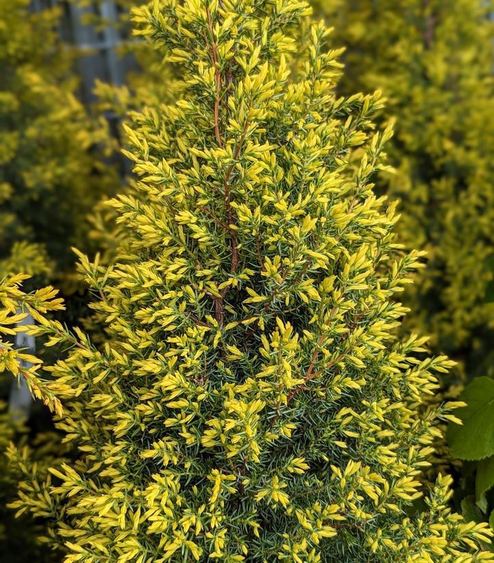 Juniperus communis 'Gold Cone' Gold Cone Juniper