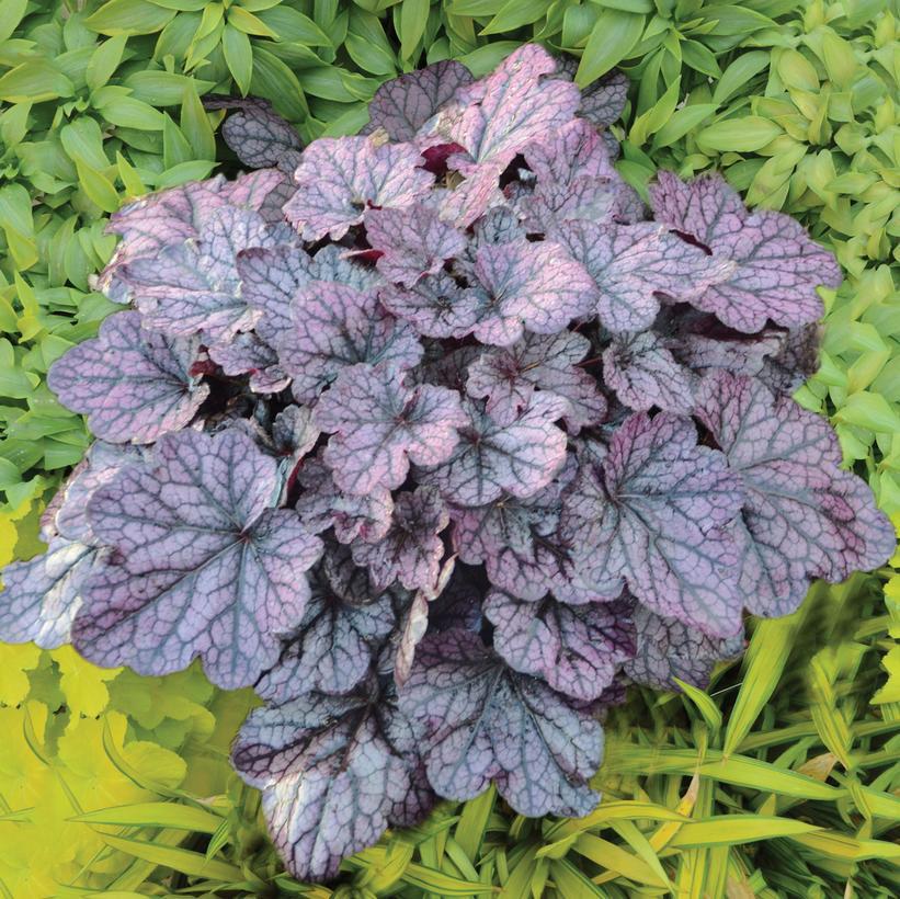 1G Heuchera 'Grape Expectations' Grape Expectations Coral Bells: Patent PPAF 1007334