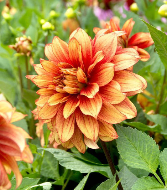 12" Dahlia 'Dazzling Magic' Dazzling Magic Dahlia  (YELLOW/RED) 1014605