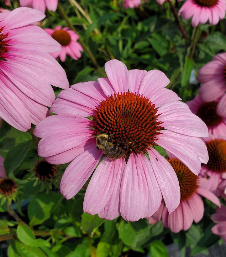 1G ECHINACEA `PRAIRIE SPLENDOR' (Coneflower) Prairie Splendor Coneflower 1004193