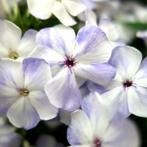 1G Phlox Volcano 'Lilac Splash' ('Barphlopanflaliblue') Volcano® Lilac Splash Garden Phlox