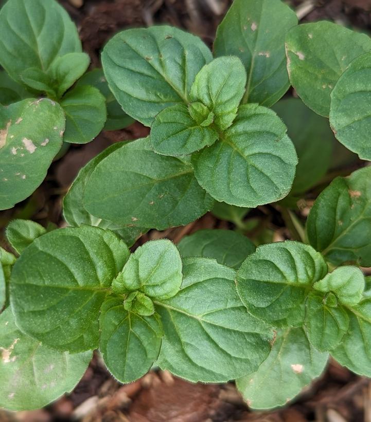 1G Mentha aquatica 'Citrata' Orange Mint 1002170