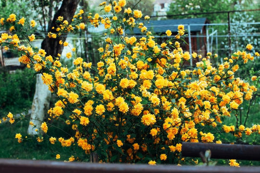 2G Kerria japonica Pleniflora Japanese Kerria 1001097