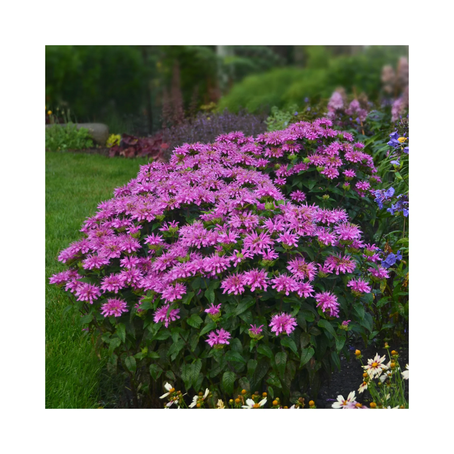 2G Monarda Sugar Buzz™ 'Lilac Lollipop' Lilac Lollipop Bee Balm: Patent PPAF 1007346