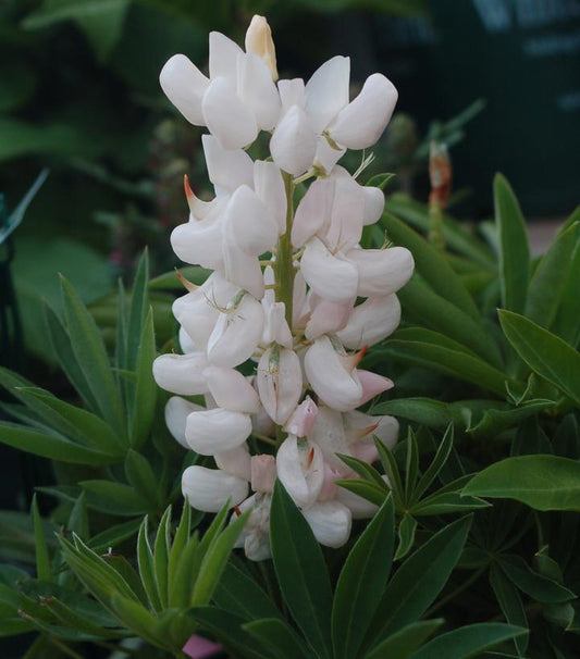 2G Lupinus 'Noble Maiden' Noble Maiden Lupine