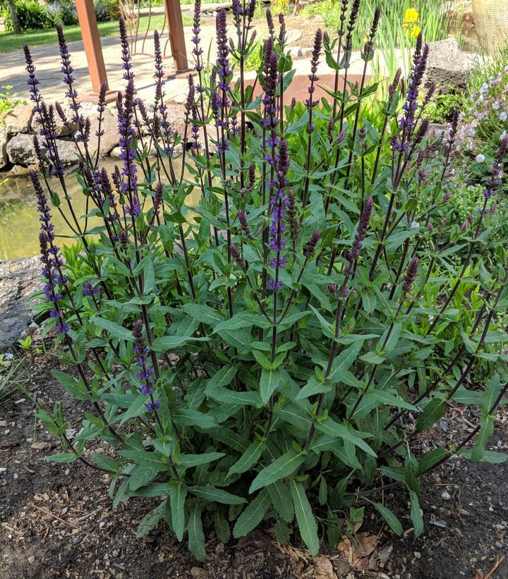 2G Salvia nemorosa 'Caradonna' Caradonna Meadow Sage 1002770