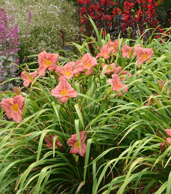 1G Hemerocallis 'Rosy Returns' Rosy Returns Daylily: Patent PP9,779 1014185