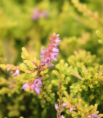 2G CALLUNA VULGARIS `BLAZEAWAY` Blazeaway Heather