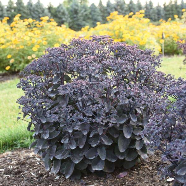 1G Sedum Rock 'N Grow® 'Back in Black Back in Black Stonecrop: Patent PPAF 1012893