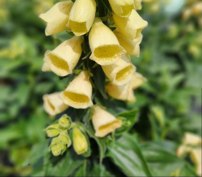 1G Digitalis grandiflora 'Carillon' Carillion Foxglove 1007721