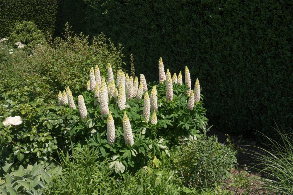 2G Lupinus 'Noble Maiden' Noble Maiden Lupine