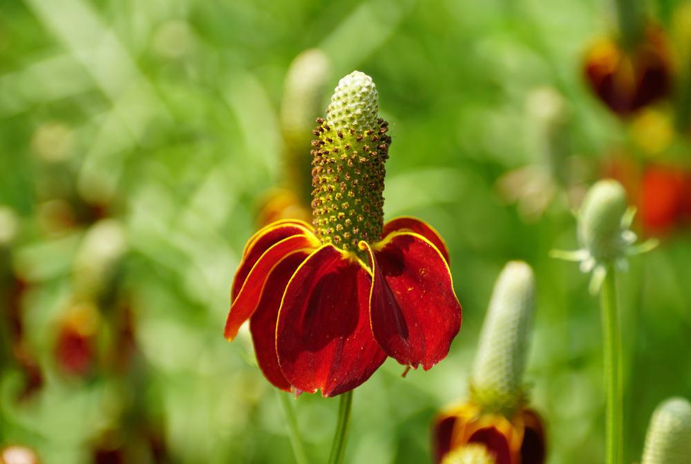 1G Ratibida columnifera 'Red Midget' Mexican Hat Plant 1005597