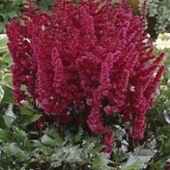 2G Astilbe chinensis 'Visions in Red' Visions in Red Astilbe: Patent PP11,965 1002456