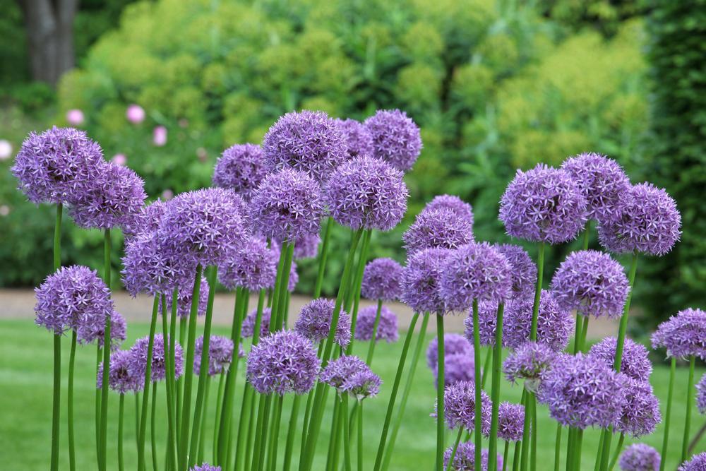 2G Allium 'Globemaster' Flowering Onion (Ornamental Onion) 1004062