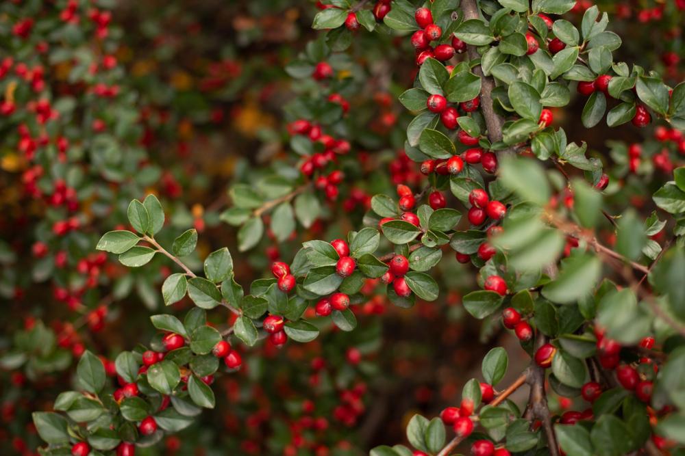 2G COTONEASTER 'APICULATUS' Cranberry Cotoneaster 1001045