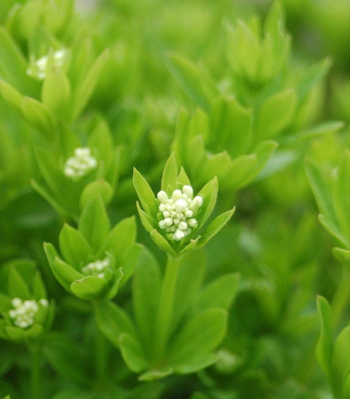 3" Galium odoratum Sweet Woodruff 1002590