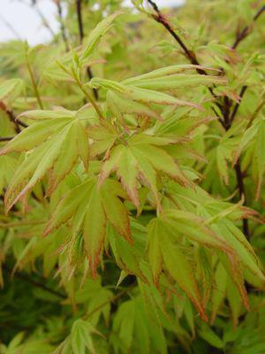 3G Acer Palmatum 'Orange Dream' Japanese Maple 1003496