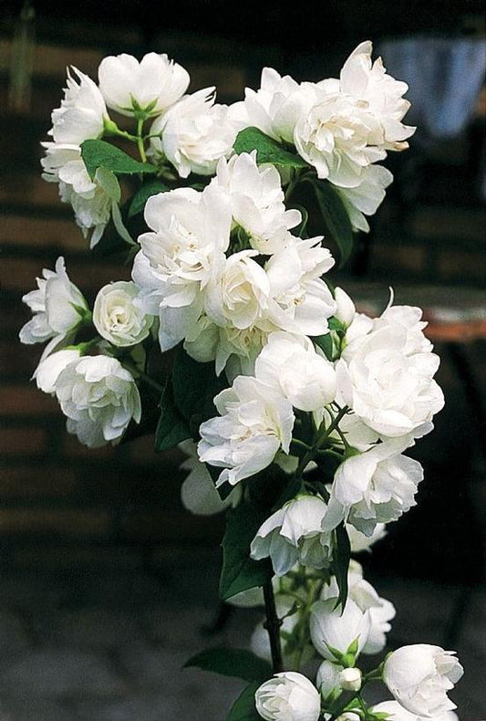 3G Philadelphus 'Snow White' Snow White™ Mockorange 1005591