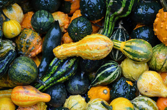 Funky Natural Gourds