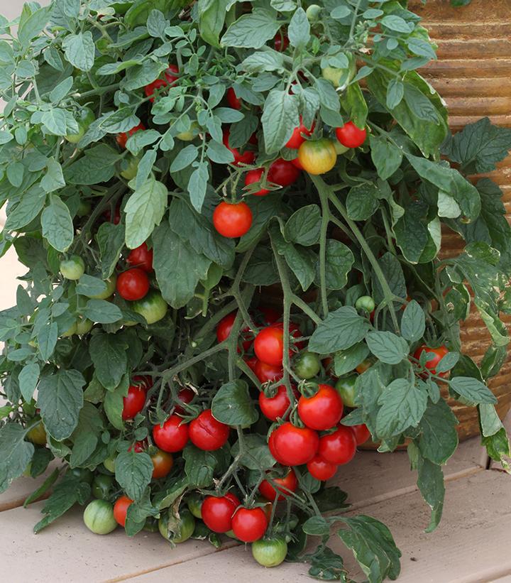 1G Tomato 'Tumbling Tom Red' (Cherry) Tumbling Tom Red Cherry Tomato 1005213