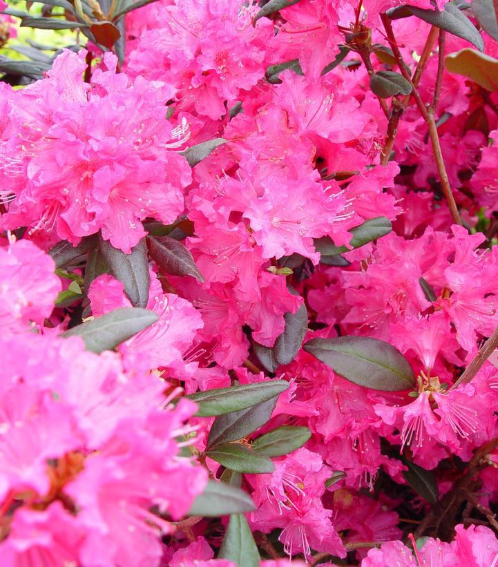 2G RHODODENDRON X Landmark Landmark Rhododendron 1001963