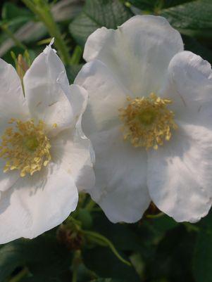 3G ROSA 'RUGOSA ALBA' White Rugosa Rosa (White Beach Rose) 1002371