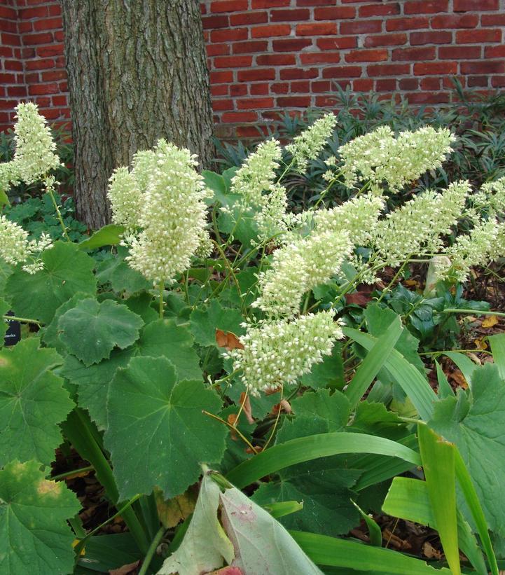 1G HEUCHERA VILLOSA 'AUTUMN BRIDE' Autumn Bride Coral Bells 1004266