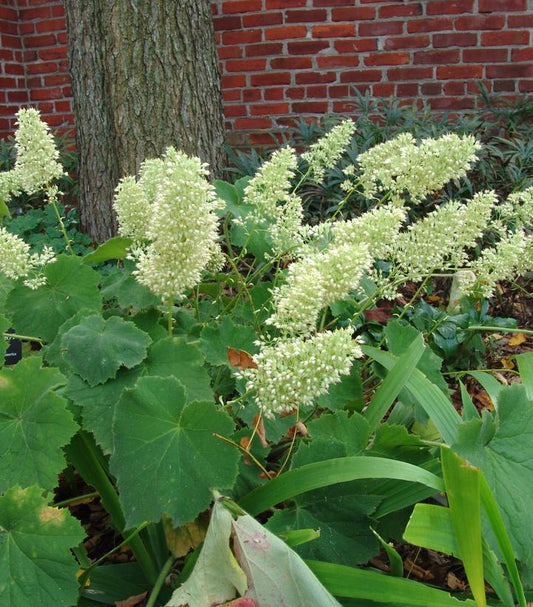 2G Heuchera villosa 'Autumn Bride' Autumn Bride Coral Bells