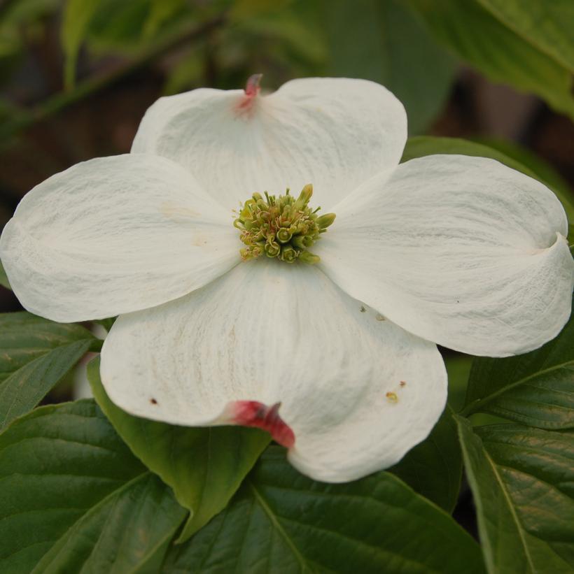 3G Cornus Florida Cloud 9 Flowering Dogwood 1003447