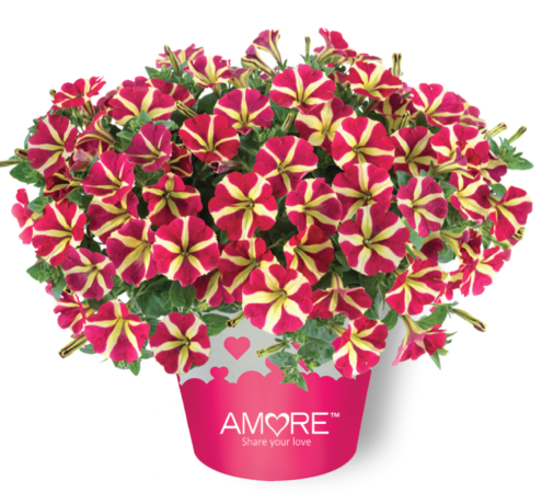 8" TP Petunia - Amore Queen of Hearts