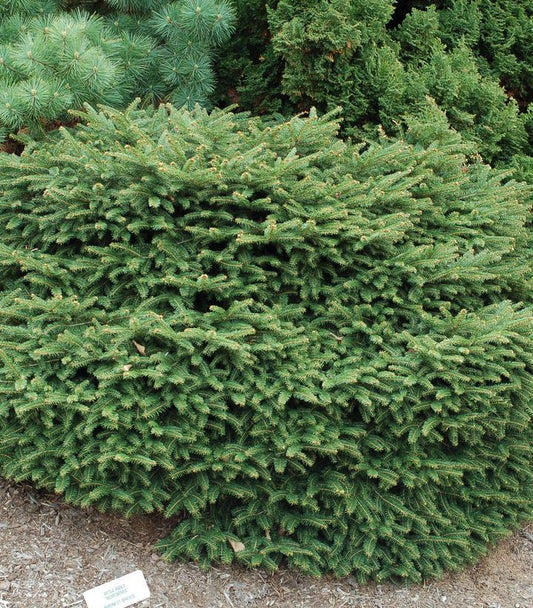 3G Picea abies 'Nidiformis' Birds Nest Norway Spruce 1000020