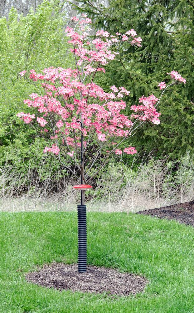 7G Cornus florida 'Cherokee Brave' ('Comco No.1') Cherokee Brave™Flowering Dogwood 1001840