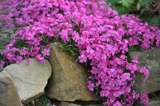 2G Phlox Volcano Plum with White Eye Garden Phlox 1015038