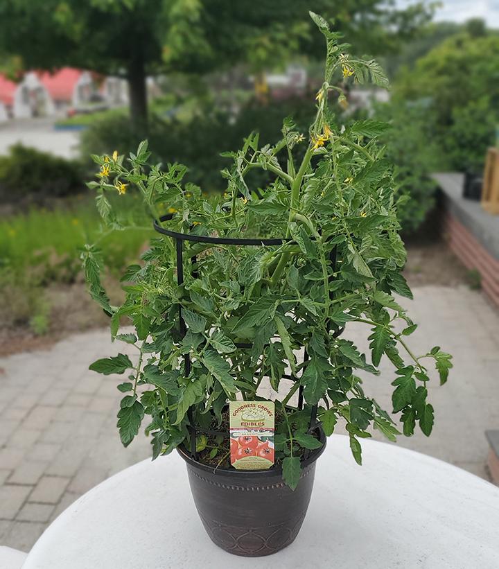 1G Tomato 'Bush Early Girl' Bush Early Girl Tomato 1005396