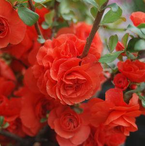 2G Chaenomeles speciosa 'Double Take Orange' ('Orange Storm') Double Take® Orange Quince: Patent PP20,950 1004549