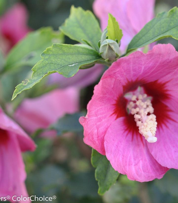 2G Hibiscus syriacus Lil' Kim® Red ('SHIMRR38') Lil' Kim® Red Rose of Sharon: Patent PP27,195 1007450