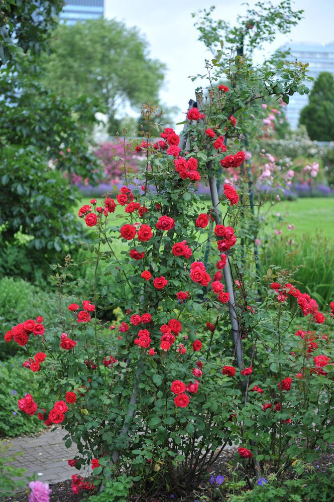 3G Rosa 'Blaze' Blaze Climbing Rose (Red) 1002403