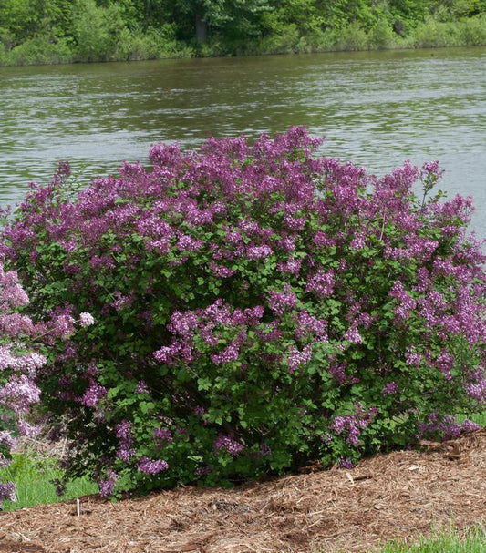 2G Syringa x 'Bloomerang Dark Purple' ('Bloomerang®') Bloomerang® Dark Purple Lilac 1006557