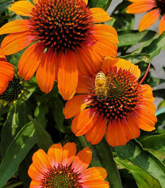 1G Echinacea x hybrida Artisan™ 'Soft Orange' ('PAS1308374') Soft Orange Coneflower 1013252