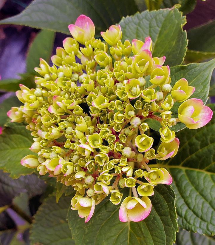 3G Hydrangea mac. 'Endless Summer Blushing Bride' Endless Summer® Blushing Bride® Hydrangea: Patent PP17169 1007503 (Bigleaf Mophead)