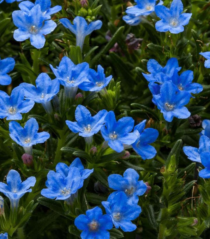 8" Lithodora Tidepool™ 'Sky Blue' Tidepool™ Sky Blue Lithodora 1015141