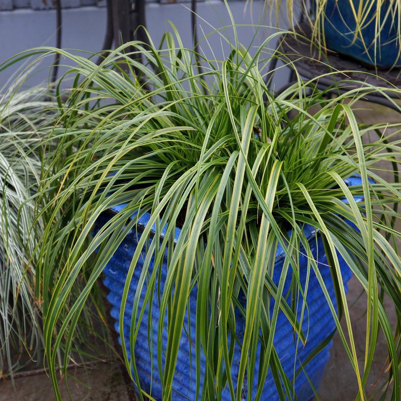 1G Carex oshimensis EverColor® 'Everlime' Everlime Japanese Sedge: Patent PP25,622 1008624