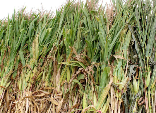 Corn Stalks Cornstalks (Local, NH)