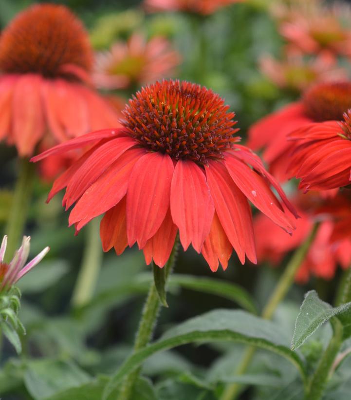 2G Echinacea Sombrero® 'Salsa Red' ('Balsomsed') Salsa Red Coneflower: Patent PP23,105 1012418