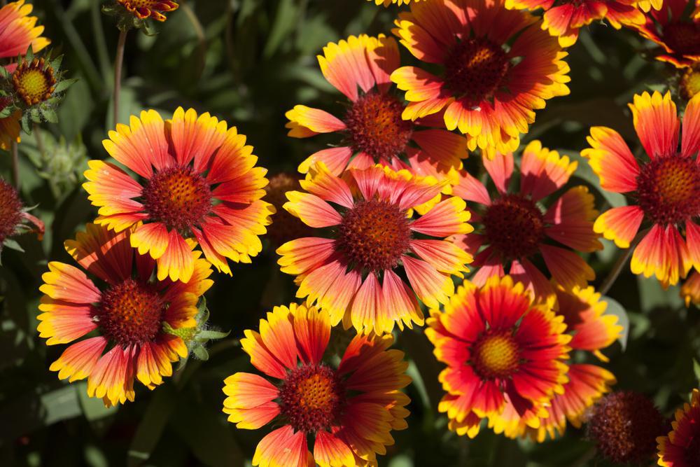 1G GAILLARDIA ARISTATA `ARIZONA SUN` Arizona Sun Blanket Flower 1003157