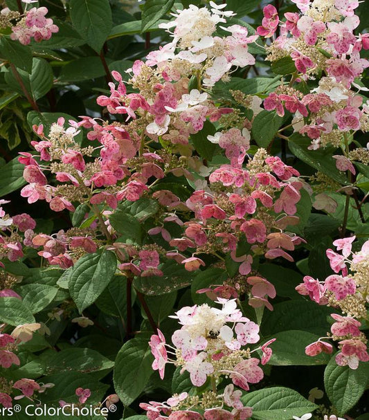 7G Hydrangea pan. 'Quick Fire' ('Bulk') Quick Fire® Hydrangea: Patent PP16812 Treeform Panicled 1004965